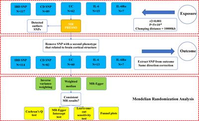 Inflammatory bowel diseases, interleukin-6 and interleukin-6 receptor subunit alpha in causal association with cerebral cortical structure: a Mendelian randomization analysis